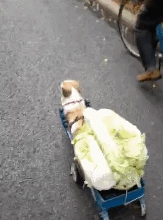 黄鼠狼在超市偷东西,黄鼠狼超市偷火腿肠