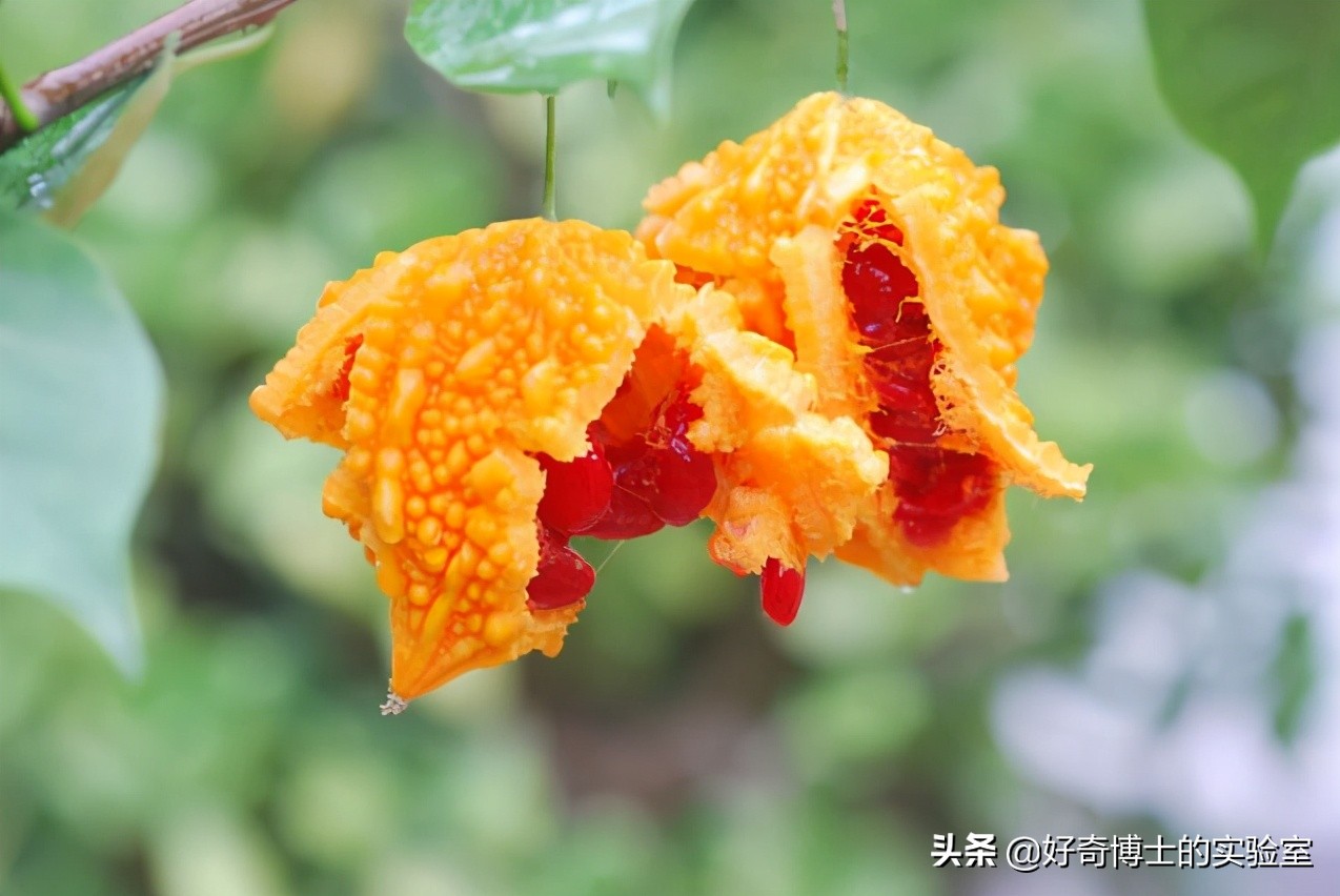 为啥六神驱蚊花露水不管用,冷知识除螨喷雾不除螨