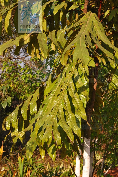 痄腮用仙人掌管用吗,痄腮