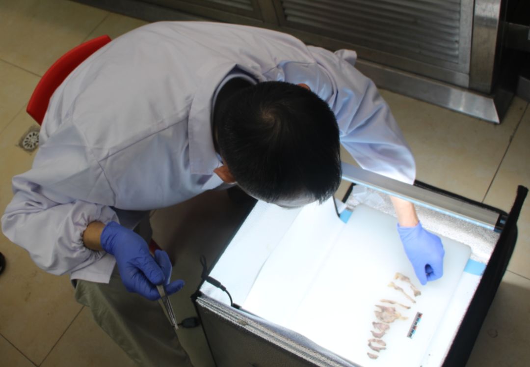 央视重口法医纪录片，网友直呼看不过瘾