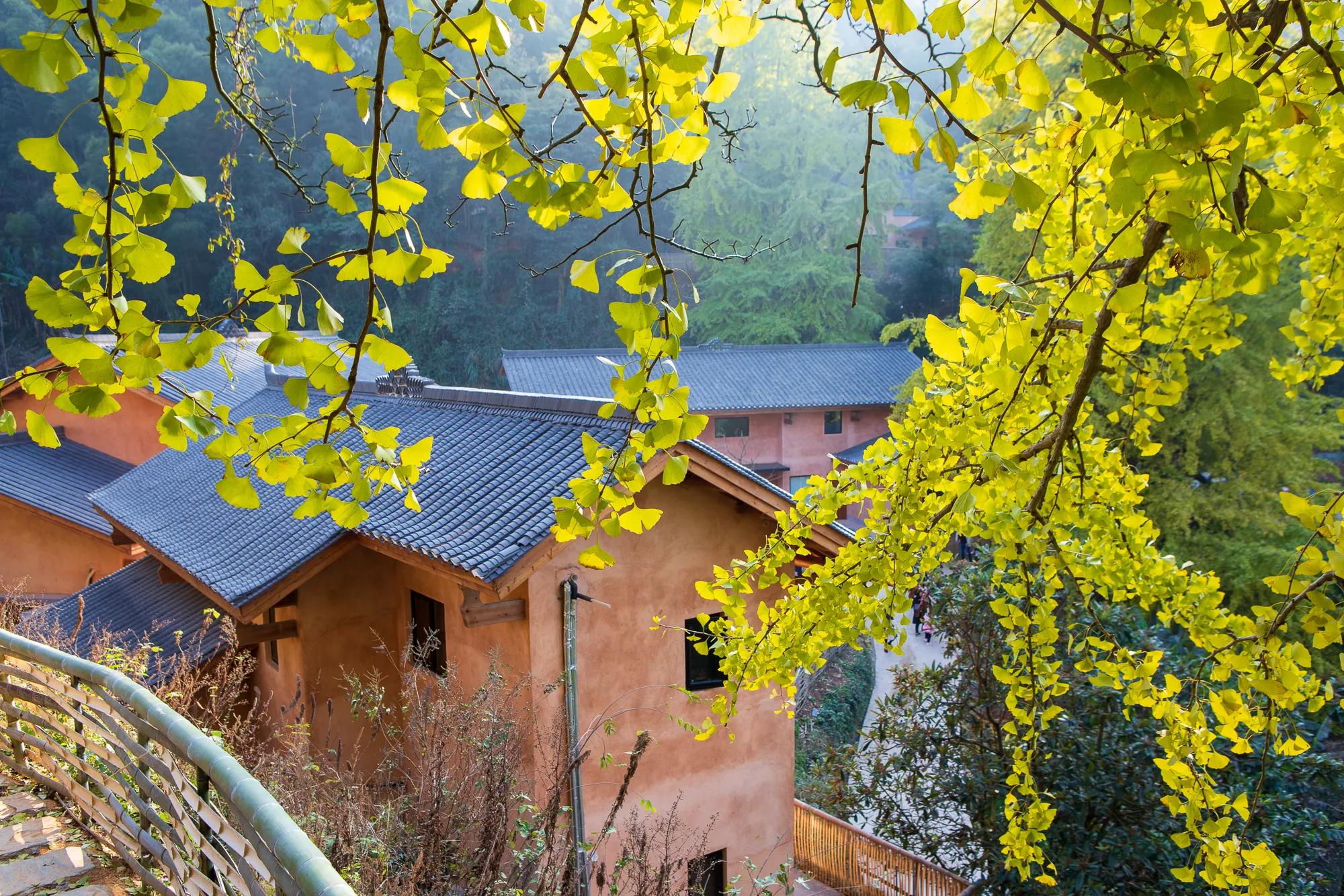 高岭古村银杏,高岭乡高岭村