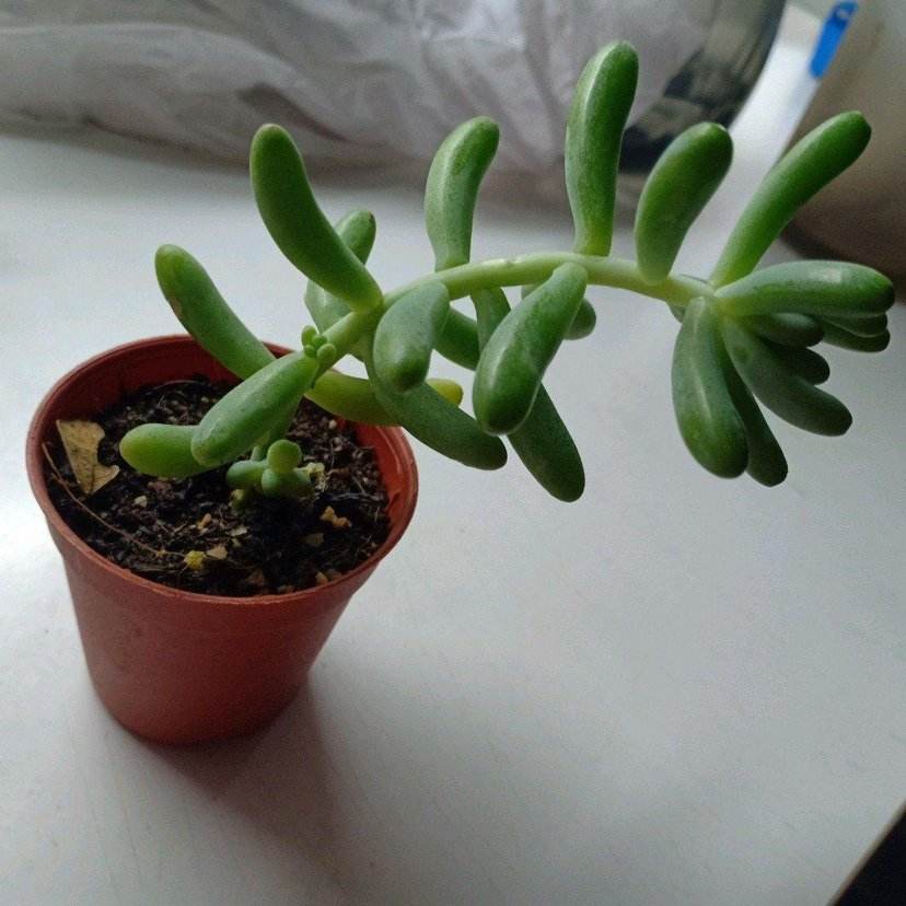 红稚莲多肉徒长除了砍头还能怎样,多肉徒长了砍成光杆还能发芽吗