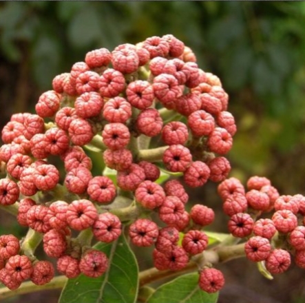 中药古今研究,中药吴茱萸的由来简介