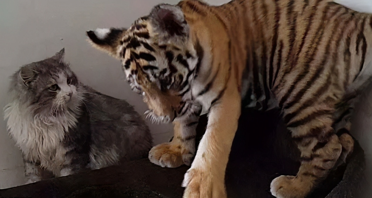 猫放大到老虎大小能打得过老虎吗,猫的体积和老虎一样大打架谁会赢