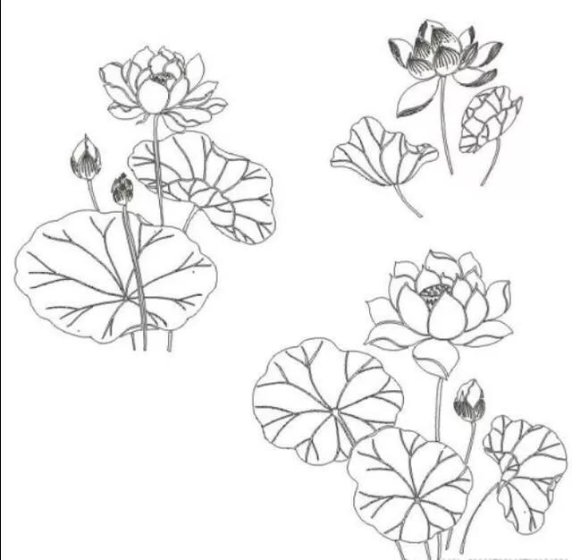 工笔荷花的各种形态白描稿,小六尺荷花工笔白描画稿