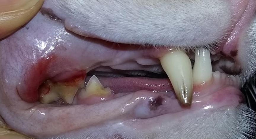 猫咪要刷牙视频,猫咪需要刷牙还是用磨牙棒