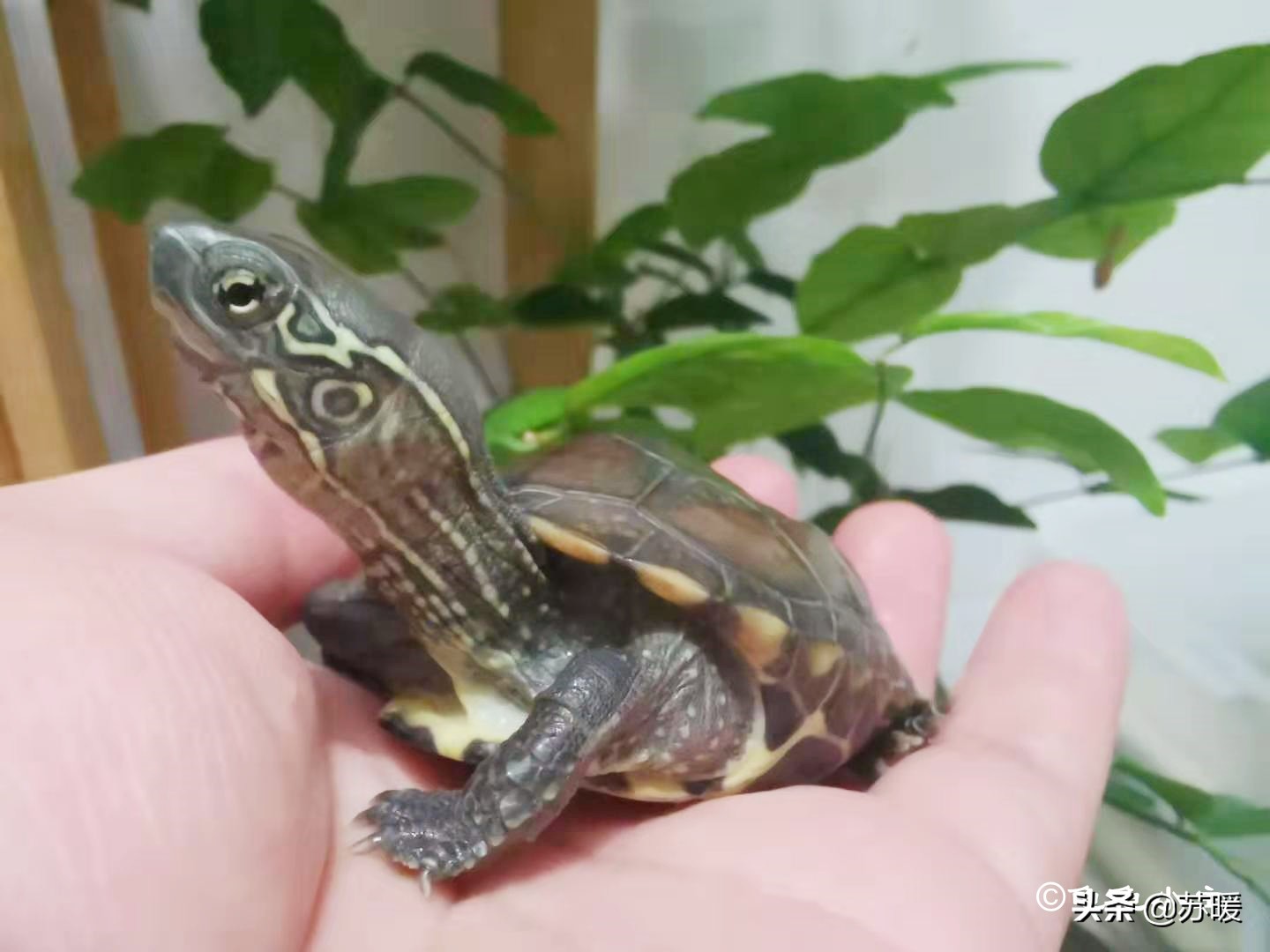 如何看龟龟肺炎好了,龟龟肺炎