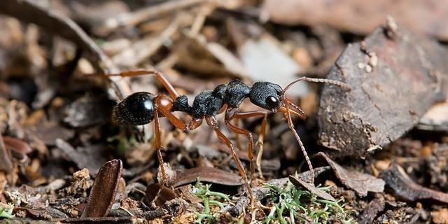 常见的蚂蚁图片,最常见的蚂蚁种类图片