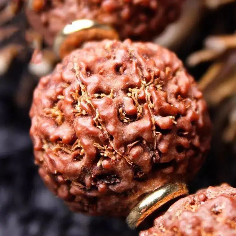 七瓣金刚菩提与落地红区别,金刚菩提红了但不透