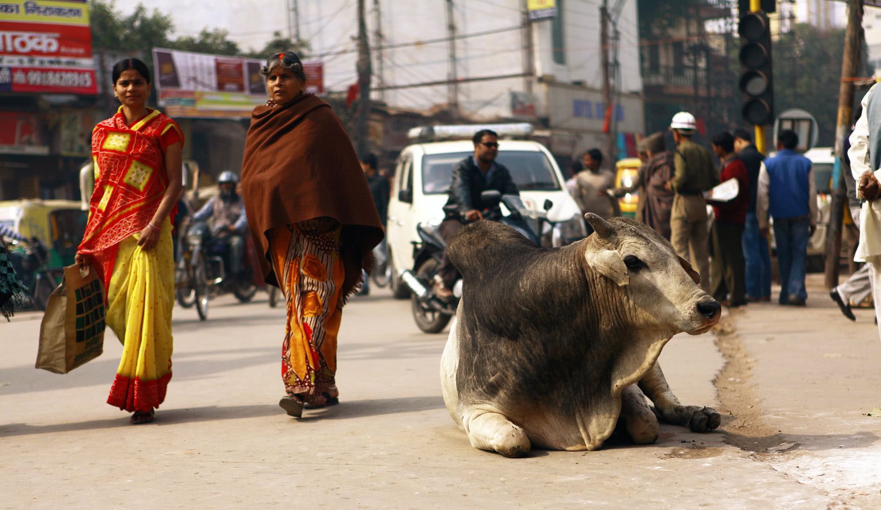 印度的牛现在泛滥成灾,印度牛泛滥成灾已达到3亿头