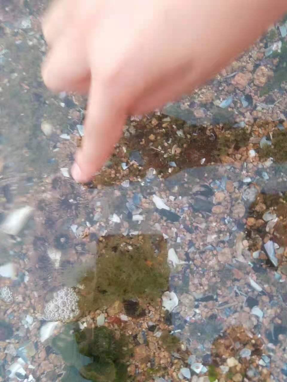 枸杞岛简介,关于宁夏枸杞你了解多少