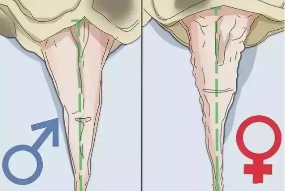 乌龟是怎么繁殖和养育后代的,刚破壳的小乌龟怎样分雌雄