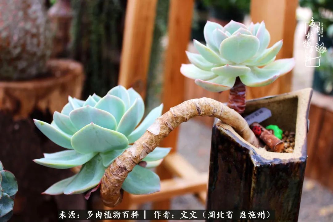 夏季多肉花园图片,初夏多肉花园