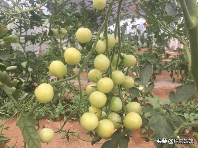 种植叶菜如何掌握浇水,种植瓜果怎么样防腐烂