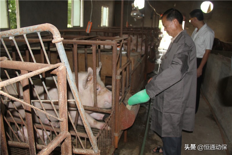 母猪生产顺利怎么做好产后护理,母猪分娩后怎样才能养好母仔猪