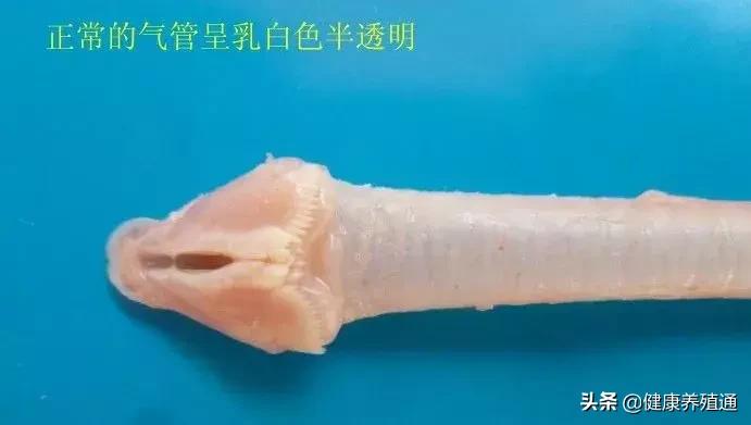 家禽疾病的常用诊断方式有哪些,家禽常见疾病及检测方法书籍