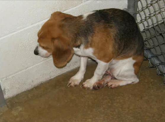 狗狗狂犬病发作的症状表现,狗狗有什么症状才是狂犬病