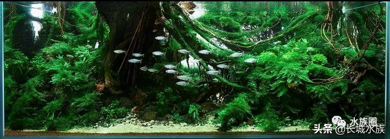 水族市场分析,水族发展前景怎么样