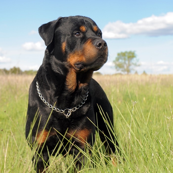 世界上最昂贵的10只狗,世界上最昂贵的狗品种