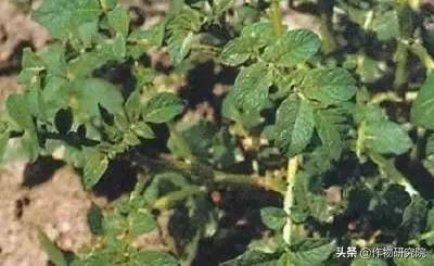 马铃薯病害知识与防治书籍,马铃薯黑胫病病害及防治方法