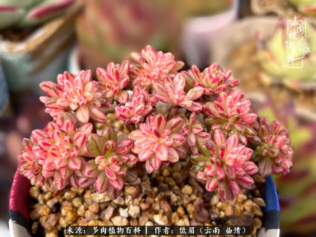 多肉植物百科如何投稿,感谢多肉植物百科的陪伴