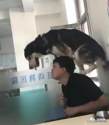 哈士奇粘鼠板,粘鼠板粘哈士奇