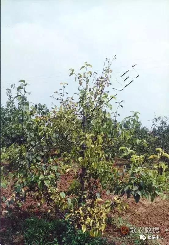 几种果树根部病害的症状识别与防治