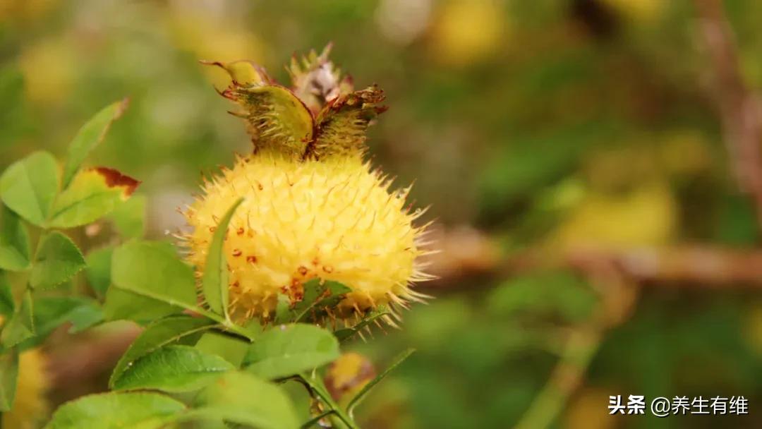 刺梨原汁抗癌效果好吗,刺梨真的能防癌吗