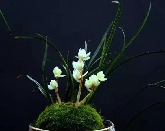 那些天价的植物,十大最值钱的植物