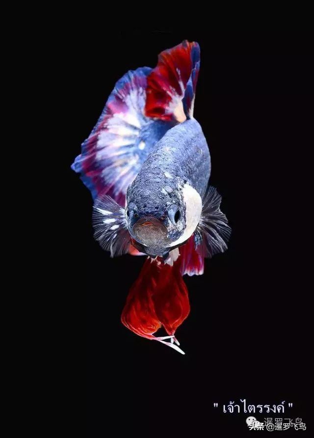 泰国宣布暹罗斗鱼为“国鱼”*旗国**鱼身价百倍