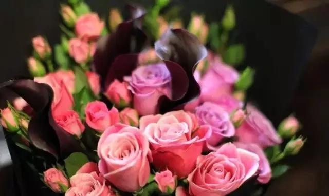 每天学习一点点花卉,100种常见玫瑰品种