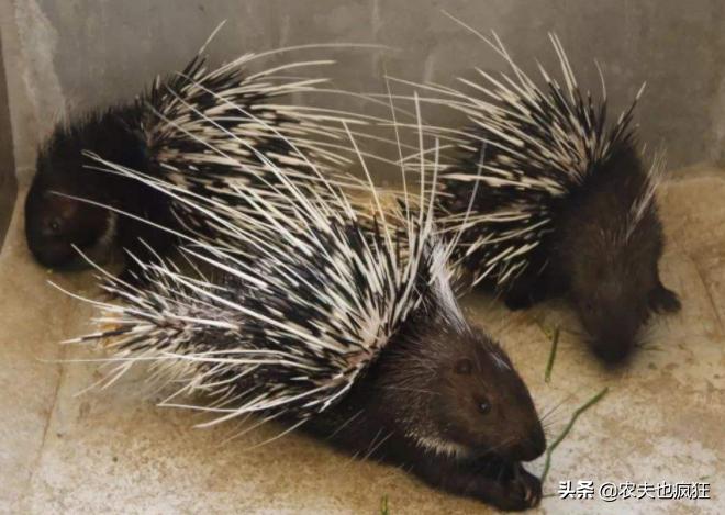 养殖成本才50元6个月即可出栏,养殖一万只鸡每年成本多少