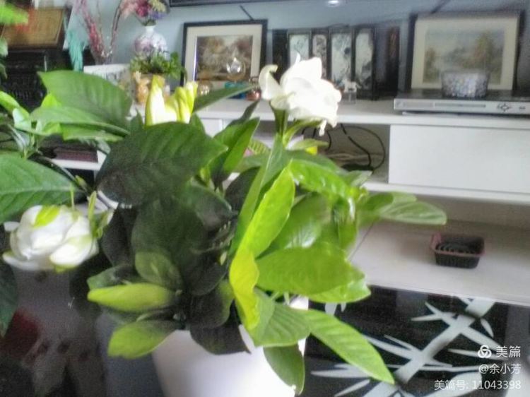 栀子花开舞蹈视频,栀子花开何炅