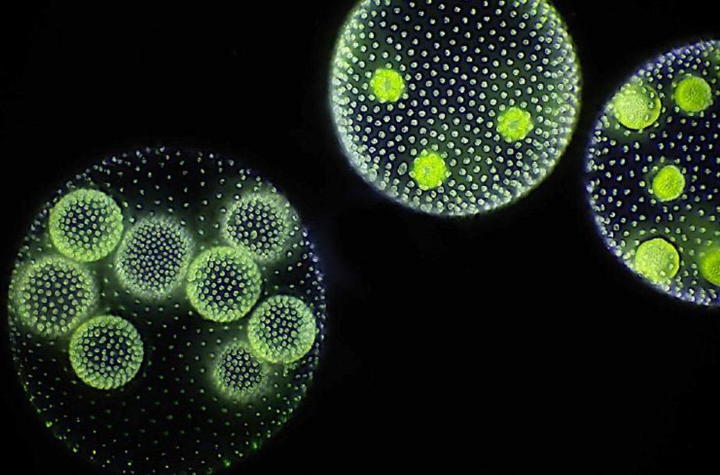 为什么雄性动物会争夺雌性配偶,雄性动物在一起会咋样