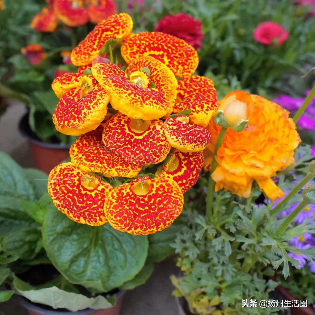 2元花盆批发,2元左右的花盆