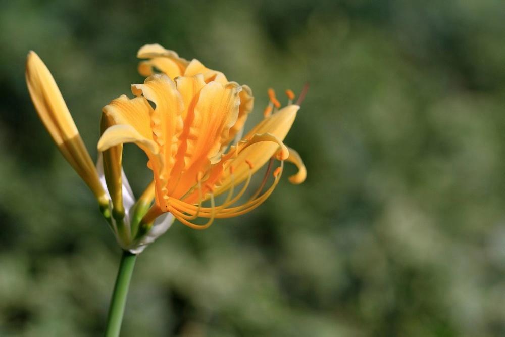 不一样的彼岸花,彼岸花什么颜色好看