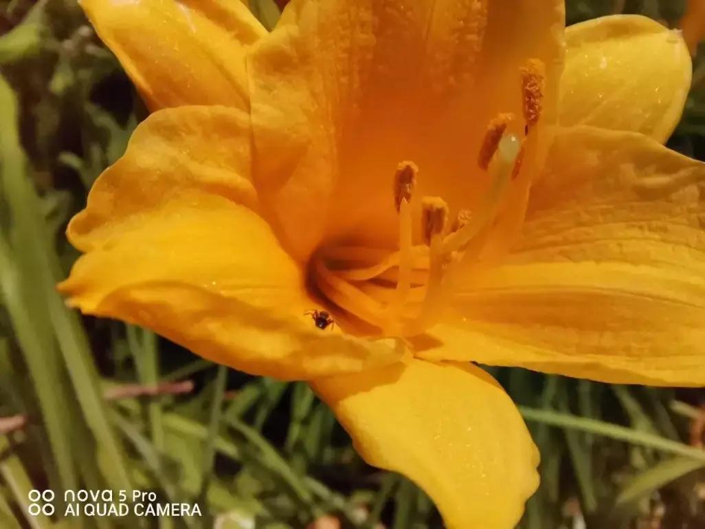 鍗庝负nova5璇勬祴瑙嗛,nova5鍗庝负鎵嬫満娴嬭瘎