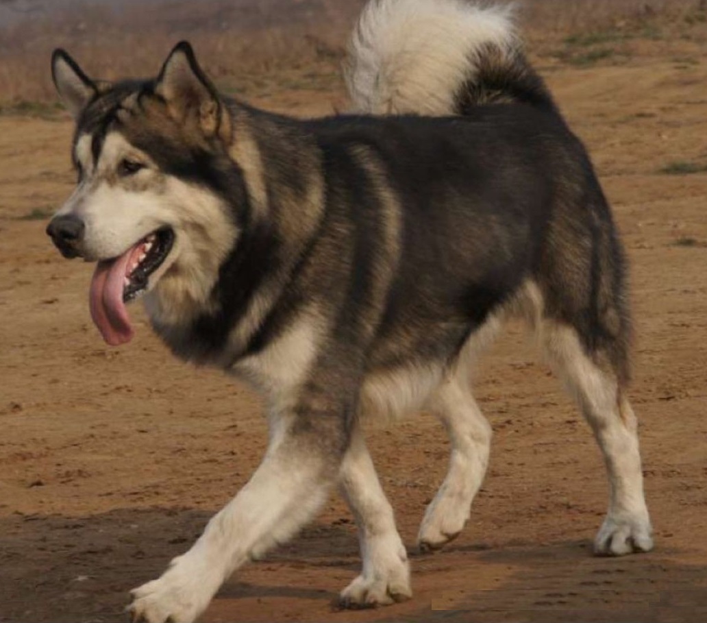 区分阿拉斯加和哈士奇，你只有掌握这些要点，并不难