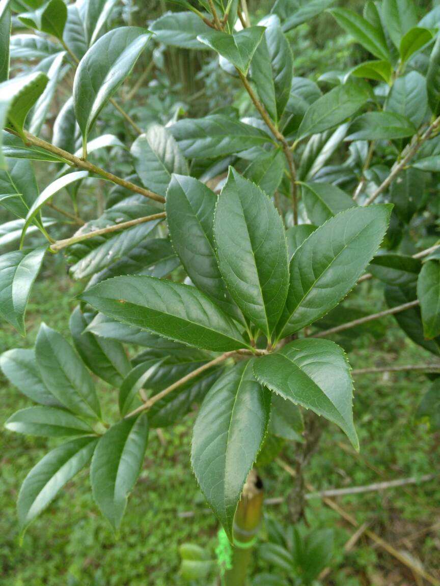 盆栽桂花花芽分化前别做这5件事，否则影响秋天开花