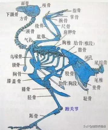家禽与家禽解剖的不同点,家禽疾病诊断及解剖步骤