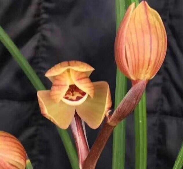 保山莲瓣兰名品有哪些,保山莲瓣兰与贵州莲瓣兰对比