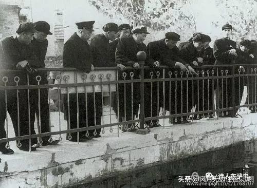 济南秋天的法国梧桐,济南一颗梧桐树