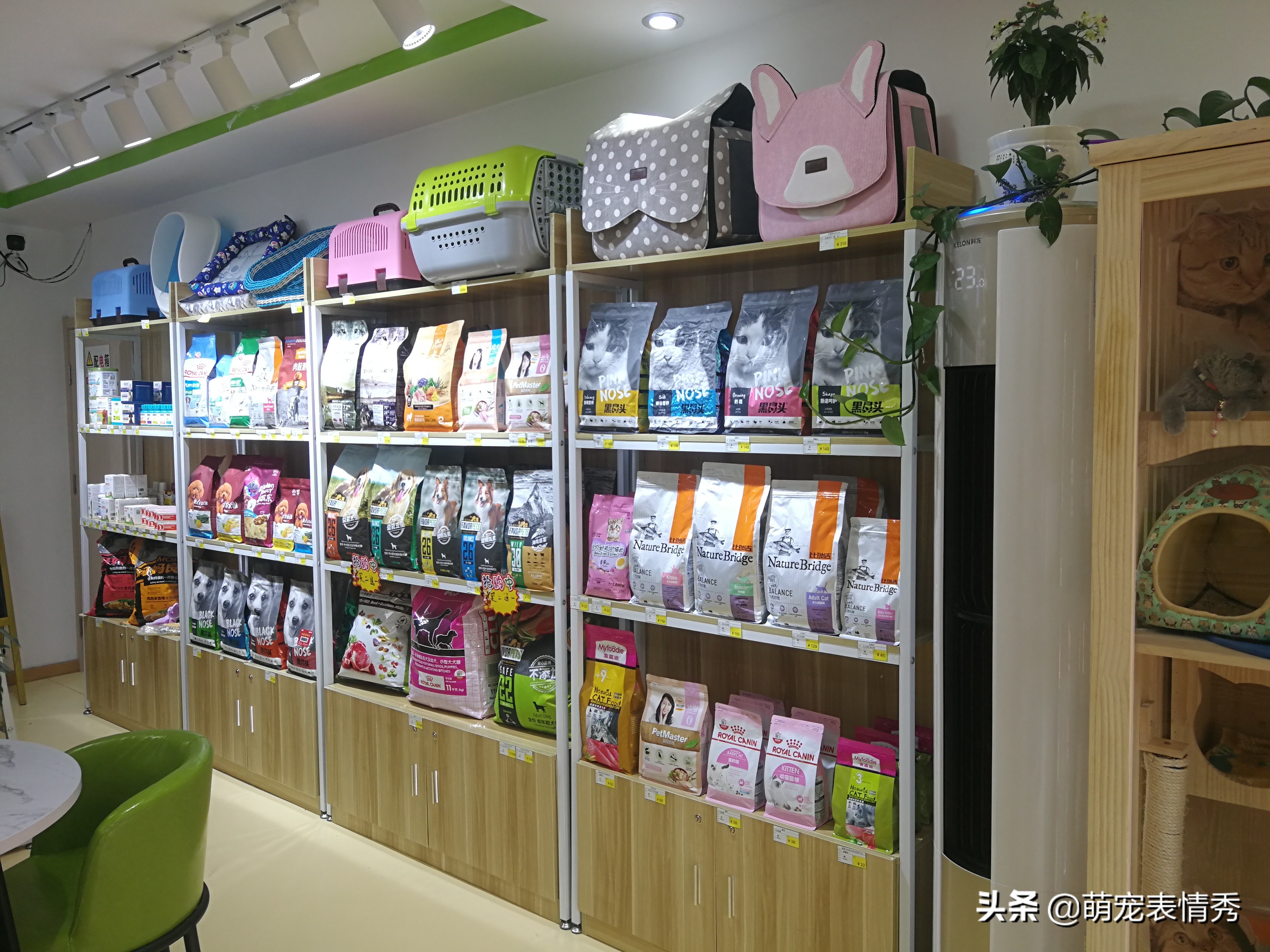 开宠物店的利润和风险,开宠物店需要什么手续和证件