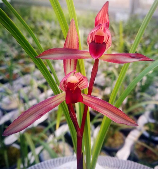 开花多且香的兰花推荐,绿色开花很香的兰花有哪些