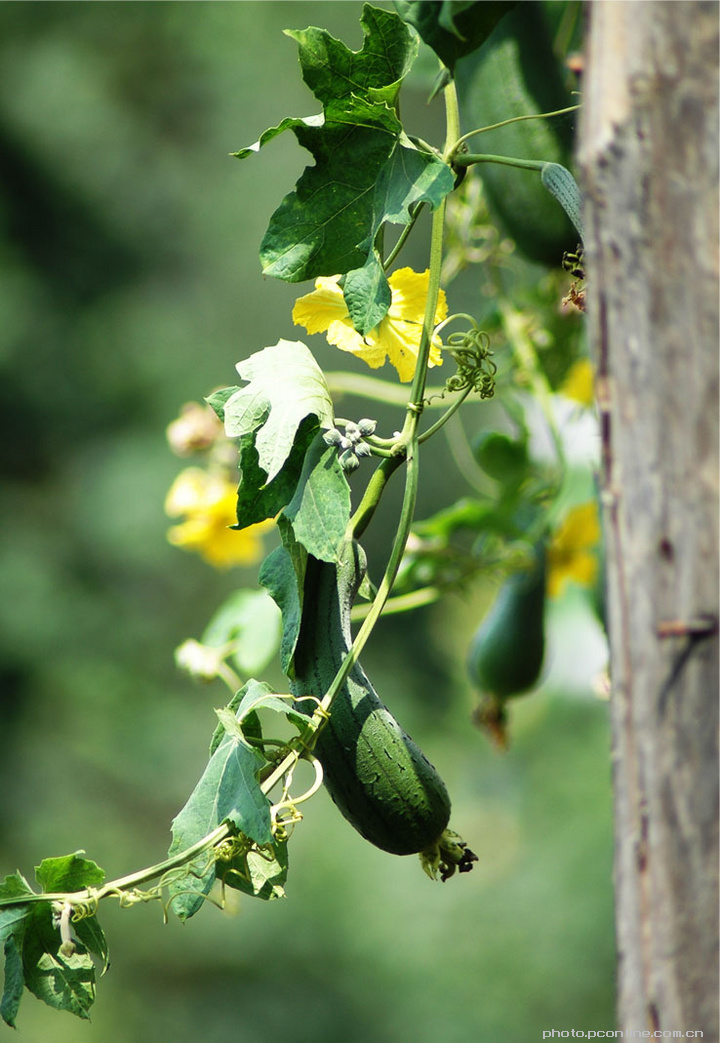 丝瓜曾在我的指背上游走,它默默无言,却做了一件大事