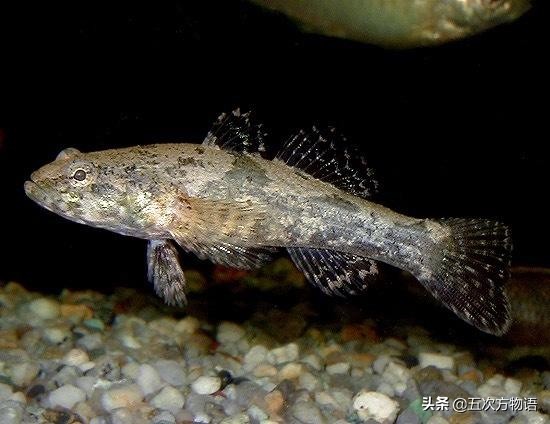 松江鲈鱼和沙塘鳢是一种鱼吗,松江鲈鱼与塘鳢区别