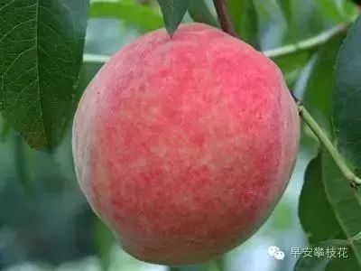 好吃的攀枝花当季新鲜水果 (攀枝花这两天特色水果)