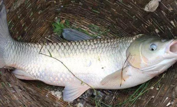 路亚浮钓草鱼需不需要提前打窝,浮钓草鱼玉米用什么样的打窝勺