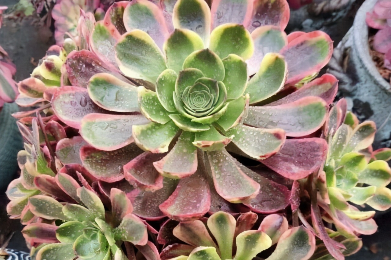 多肉法师梅花朵朵缀化,多肉万圣节法师怎样才能缀化