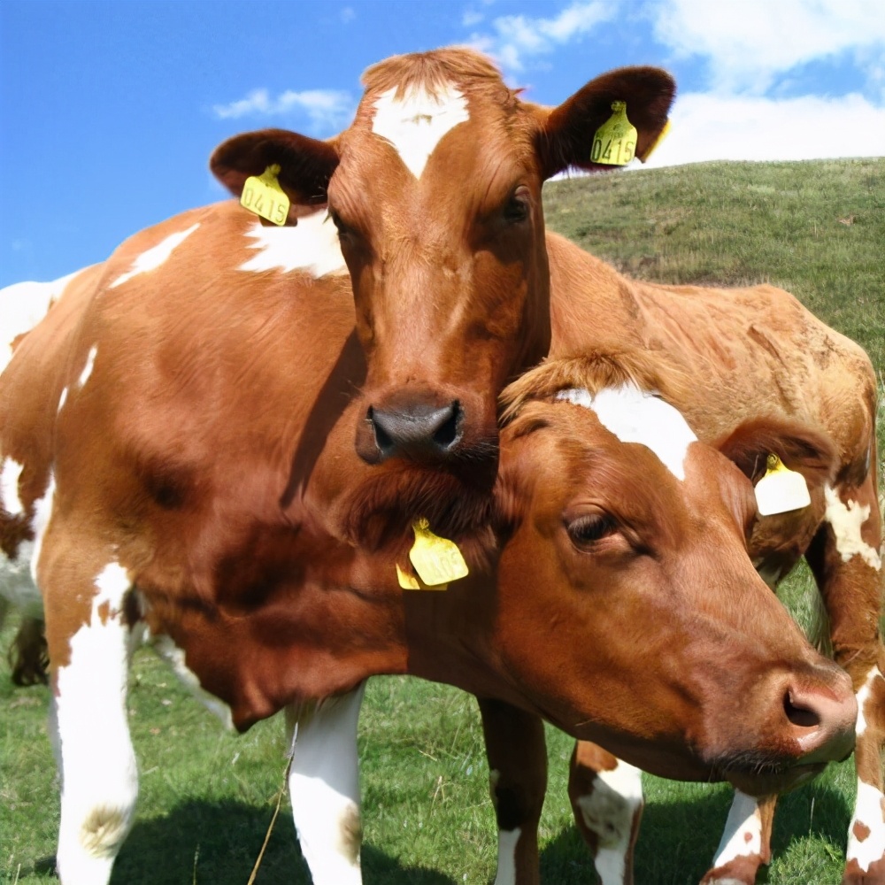 牛的感受谁会在意？身体直接开洞，阉割直接捶碎*丸睾**，解释为牛好